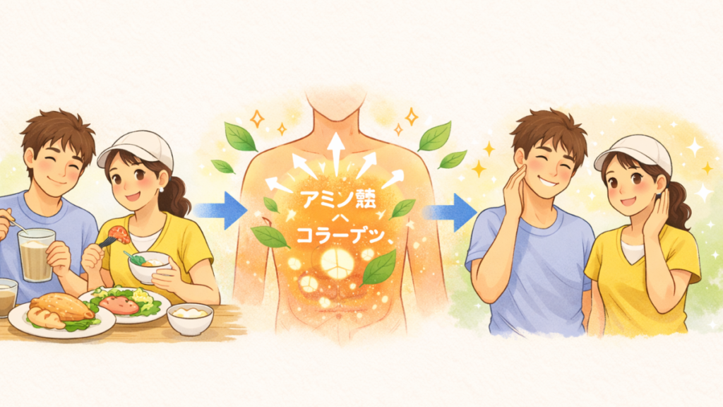 たんぱく質や栄養からコラーゲンが生成され肌が整う仕組みのイラスト